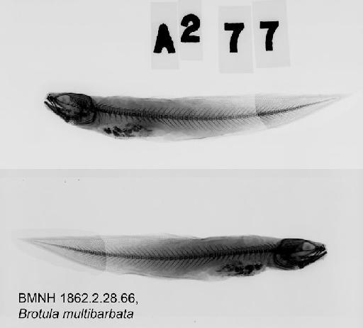 Brotula multibarbata Temminck & Schlegel, 1846 - BMNH 1862.2.28.66, Brotula multibarbata Radiograph