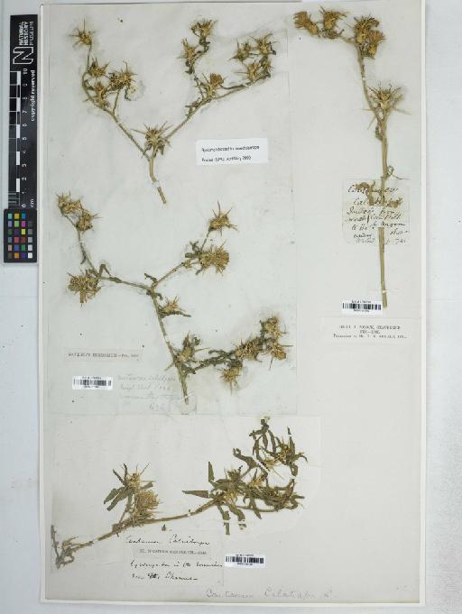 Centaurea calcitrapa L. - BM001161502