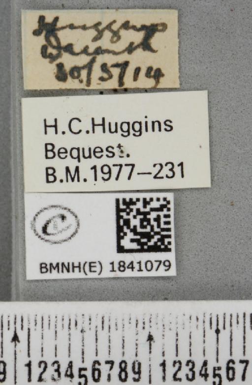 Lomaspilis marginata (Linnaeus, 1758) - BMNHE_1841079_label_419340