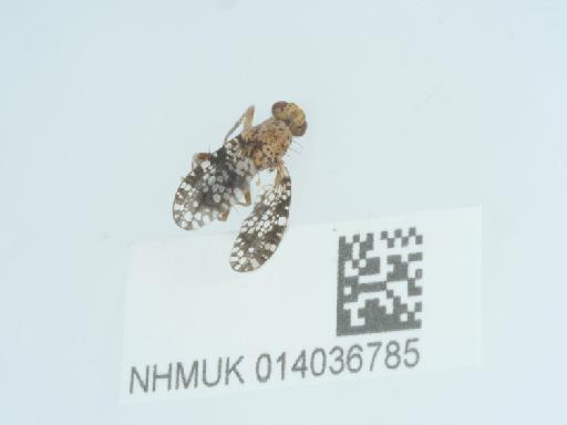 Trypetoptera punctulata (Scopoli, 1763) - 014036785_2