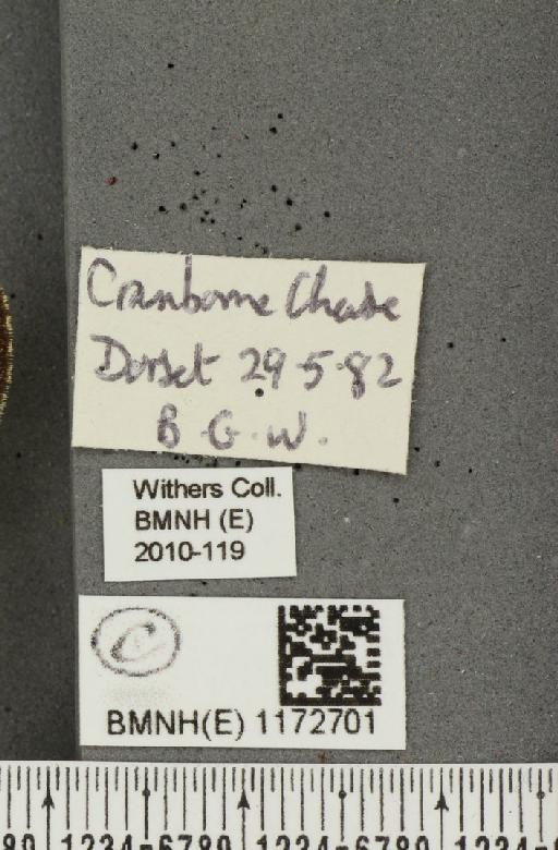 Euphydryas aurinia (Rottemburg, 1775) - BMNHE_1172701_label_53083