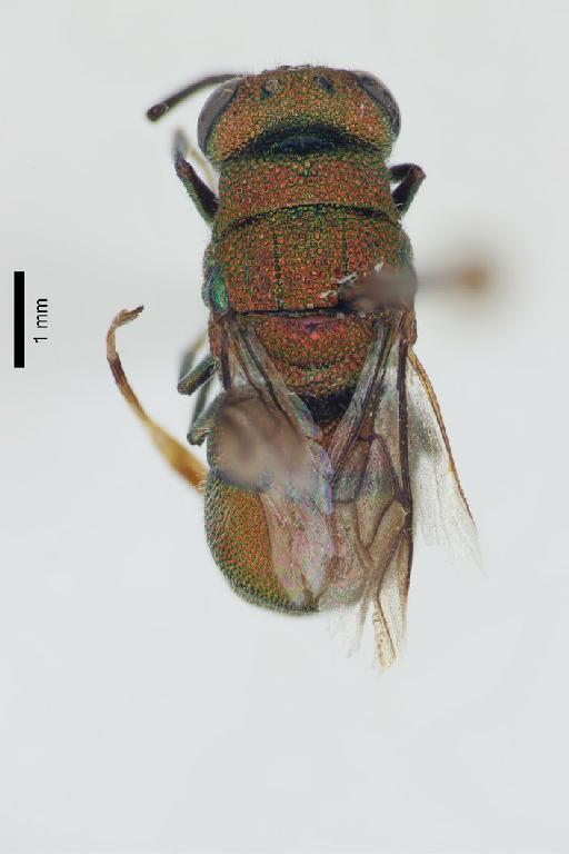 Chrysis plumbea Edney, 1952 - Chrysis_plumbea-BMNH(E)#970978_type-dorsal-1_6X