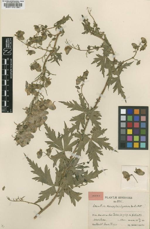 Aconitum campylorrhynchum Hand.-Mazz. - BM000514312