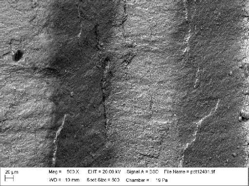 Stenopora crinita Lonsdale, 1845 - PI PD 4603 - Stenopora crinita