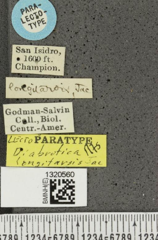 Paratriarius longitarsis (Jacoby, 1887) - BMNHE_1320560_label_21430