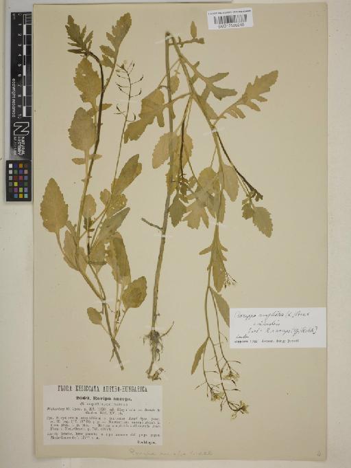 Rorippa x amoracioides (Tausch) Fuss - BM012560940