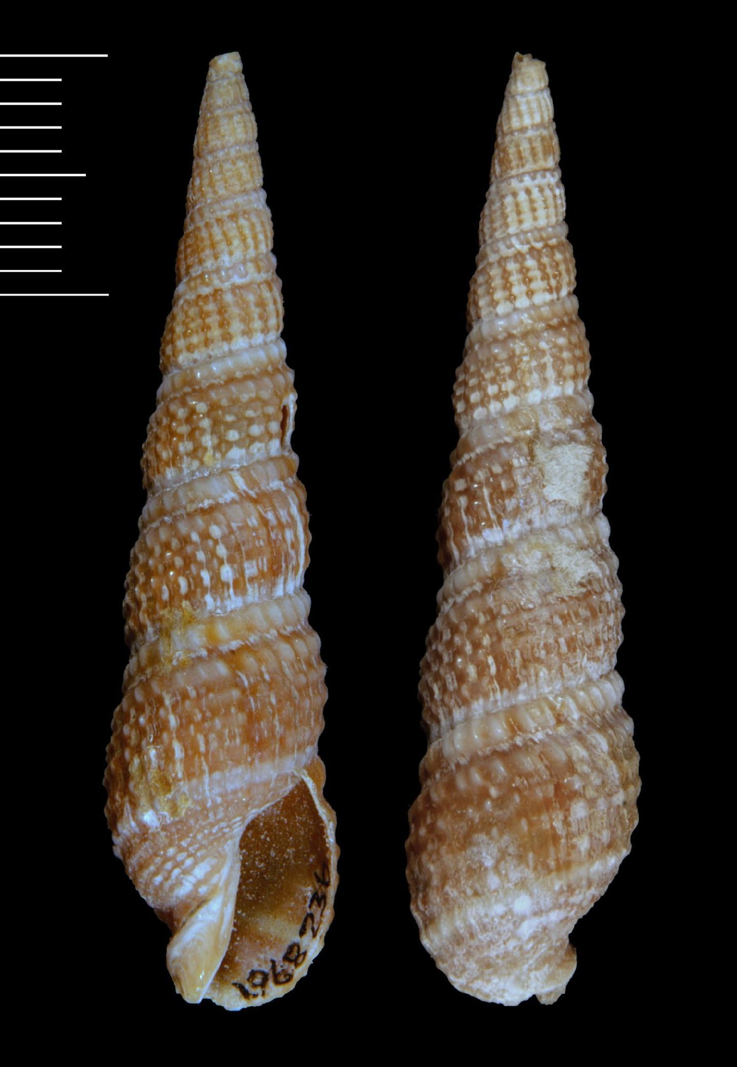 To NHMUK collection (Terebra radula Hinds, 1844; HOLOTYPE; NHMUK:ecatalogue:2384981)