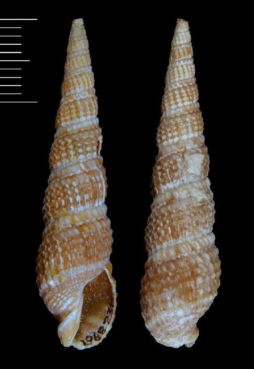 Terebra radula Hinds, 1844 - 1968236