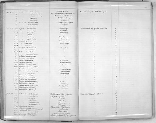 Nanina (Ariophanta) intumescens subterclass Tectipleura W. T. Blanford, 1866 - Zoology Accessions Register: Mollusca: 1900 - 1905: page 54