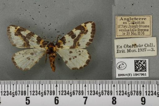 Abraxas grossulariata ab. impunctifasciata Onslow, 1918 - BMNHE_1847961_418253