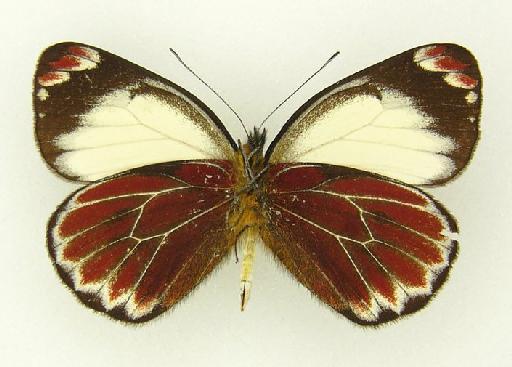 Delias klossi Rothschild, 1916 - Delias klossi Rothschild type underside