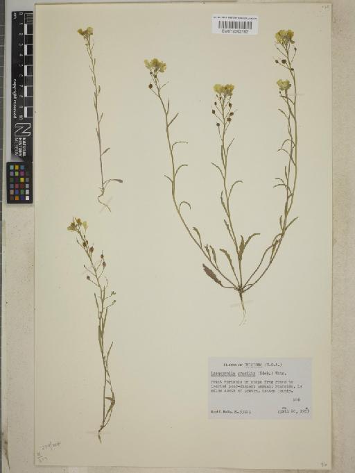 Lesquerella gracilis subsp. gracilis - BM013393193