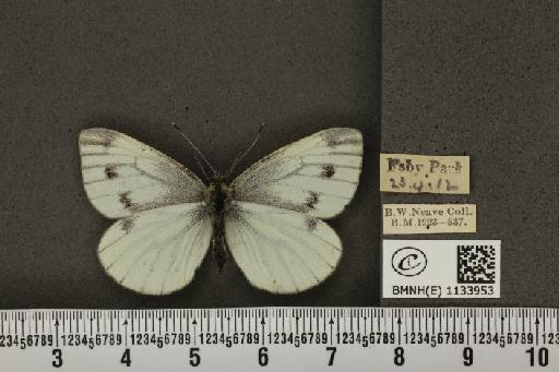 Pieris napi sabellicae Stephens, 1827 - BMNHE_1133953_88662