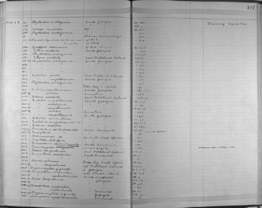 Eulalia viridis (Linnaeus) 1767 - Zoology Accessions Register: Annelida & Echinoderms: 1924 - 1936: page 107