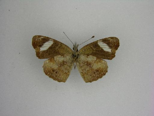 Phyciodes delphia nana Druce, 1874 - 780997 Telenassa delphia nana LT ventral