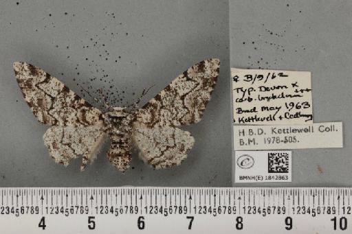 Biston betularia (Linnaeus, 1758) - BMNHE_1842863_412443