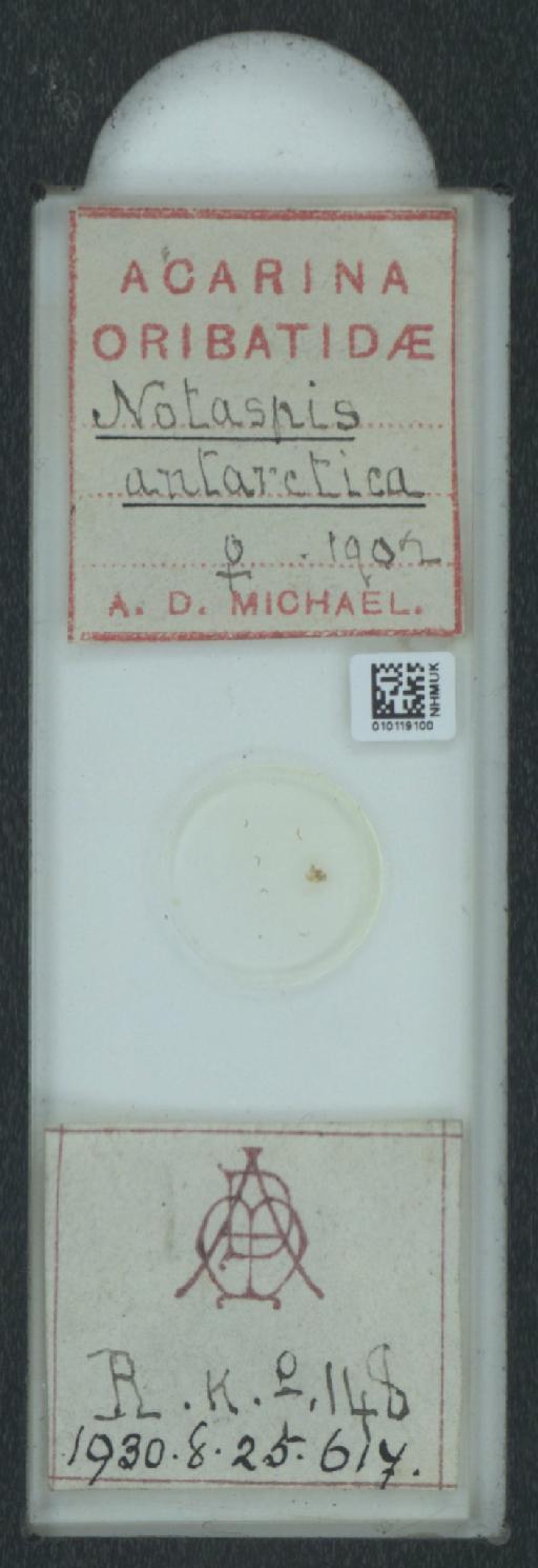 Notaspis antarctica A.D. Michael, 1903 - 010119100_128159_549304