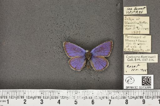 Cyaniris semiargus semiargus (Rottemburg, 1775) - BMNHE_1373399_167402