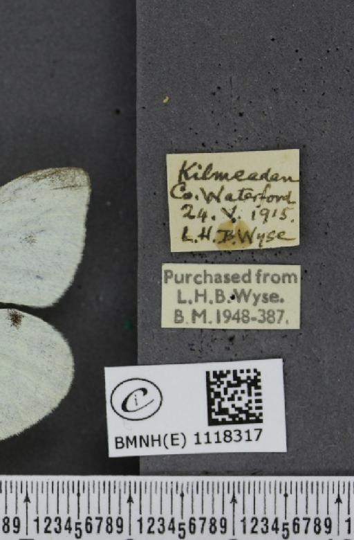 Pieris rapae rapae (Linnaeus, 1758) - BMNHE_1118317_label_75175