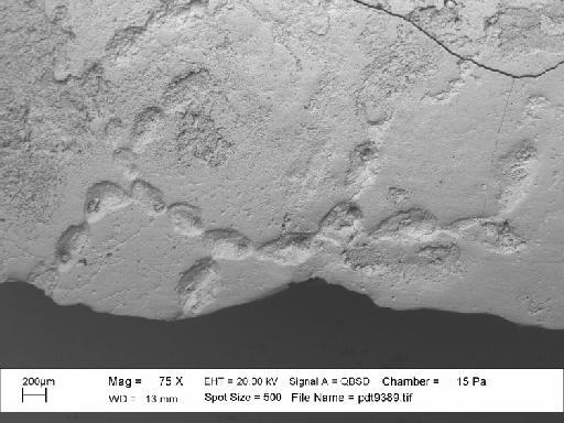 Simplicidium jontoddi Martha et al., 2019 - PI BZ 8165 - Simplicidium jontoddi