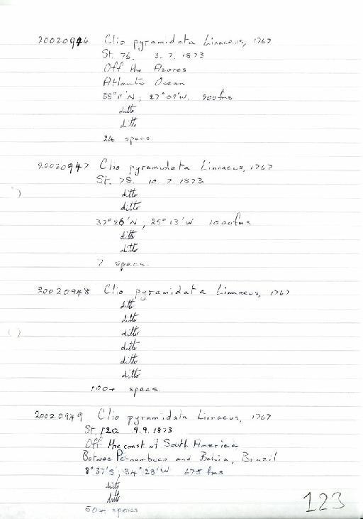 Clio pyramidata subterclass Tectipleura Linnaeus, 1767 - Zoology Accessions Register: Mollusca: 2002: page 123