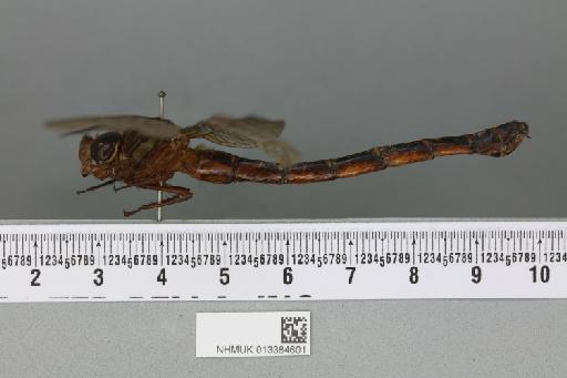 Periaeschna unifasciata Fraser, 1935 - 013384601_lateral