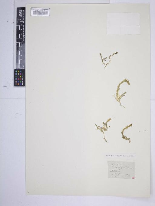 Selaginella selaginoides (L.) P.Beauv. ex Schrank & Mart. - BM001185290