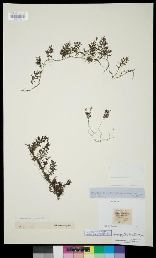 Hymenophyllum hirsutum (L.) Sw. - Spruce - BM000777384
