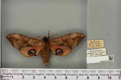 Smerinthus ocellata ocellata (Linnaeus, 1758) - NHMUK_10474655_524983