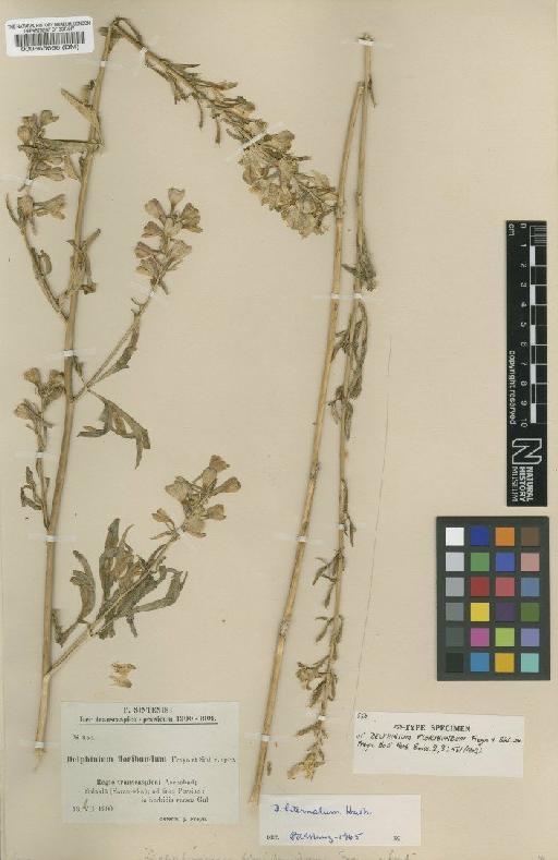 Delphinium biternatum Huth - BM000565666