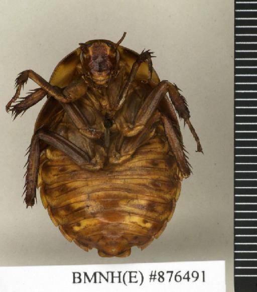 Apotrogia angolensis Kirby, 1900 - Apotrogia angolensis Kirby, 1900, female, lectotype, ventral. Photographer: Edward Baker. BMNH(E)#876491