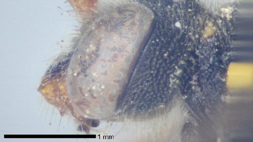 Apis subcornuta Kirby, 1802 - Apis_subcornuta-NHMUK010815949-syntype-female-labrum-lateral-5_0x