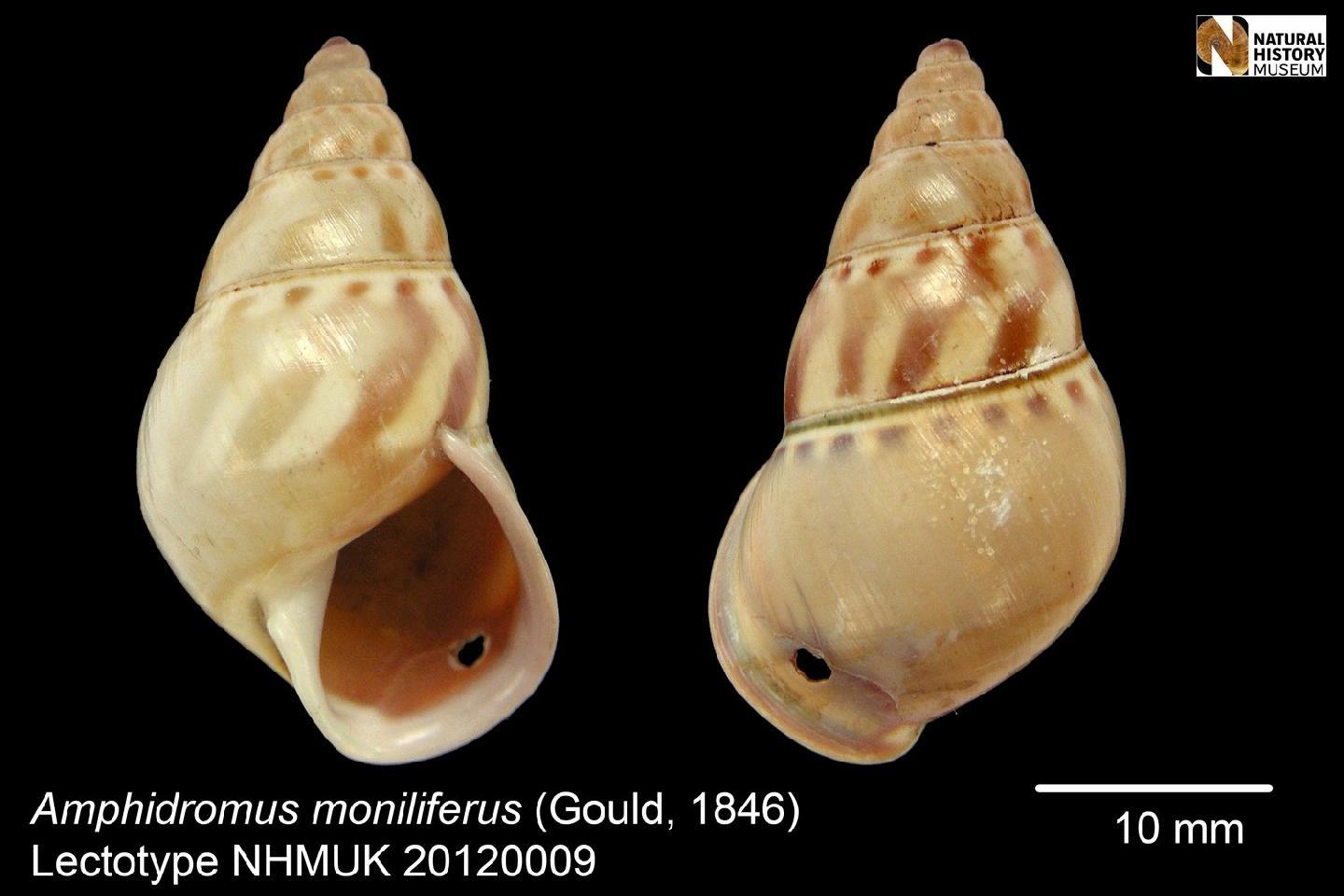 To NHMUK collection (Bulimus moniliferus Gould, 1846; SYNTYPE; NHMUK:ecatalogue:2328310)