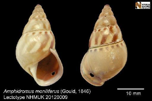 Bulimus moniliferus Gould, 1846 - 19601438, Lectotype, Bulimus mouhoti Pfeiffer