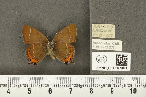 Satyrium pruni (Linnaeus, 1758) - BMNHE_1142481_96528