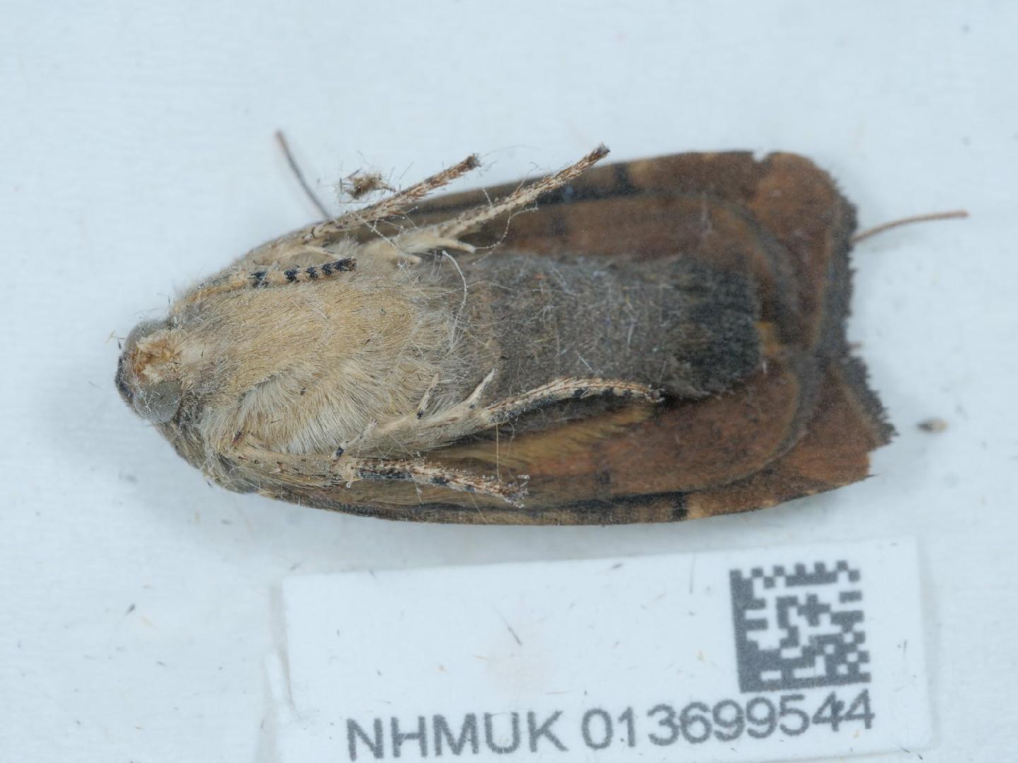 Noctua tertia thumbnail
