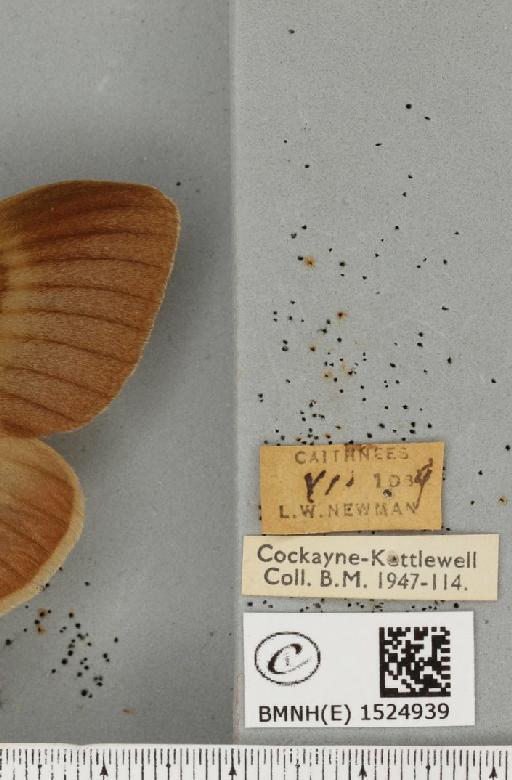Lasiocampa quercus quercus ab. olivacea Tutt, 1902 - BMNHE_1524939_label_193807