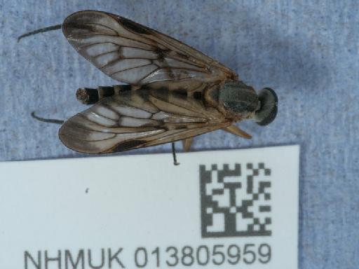 Rhagio scolopaceus (Linnaeus, 1758) - 013805959_3