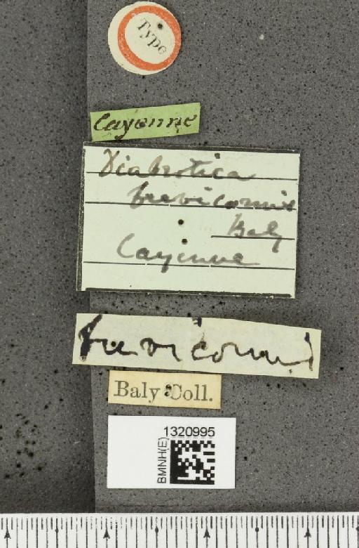 Diabrotica brevicornis Baly, 1890 - BMNHE_1320995_label_19643
