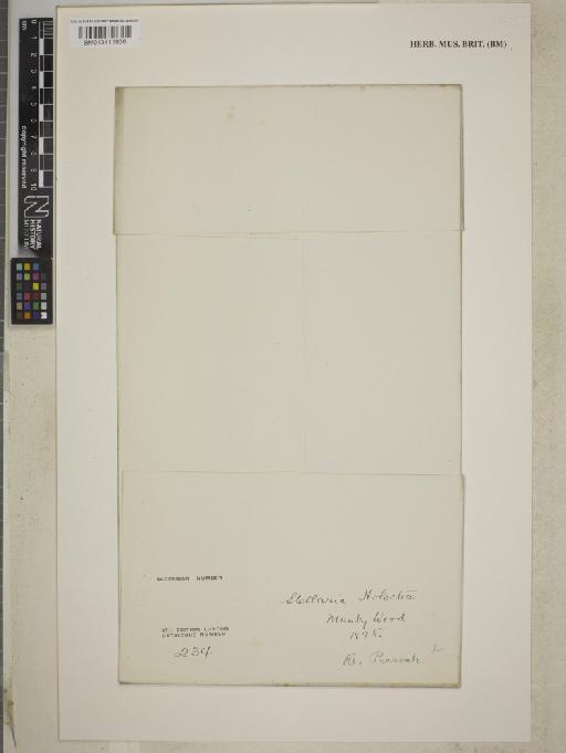 Stellaria holostea L. - BM013411936_packet