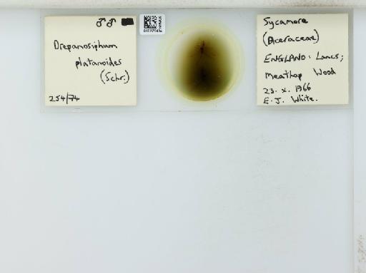 Drepanosiphum platanoides Schrank, 1801 - 015275034_112844_1094053_835815_NoStatus
