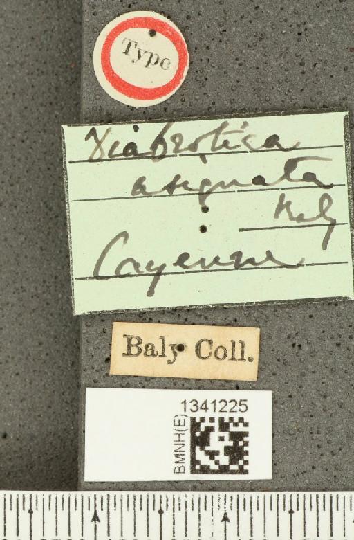 Diabrotica asignata Baly, 1890 - BMNHE_1341225_label_22940