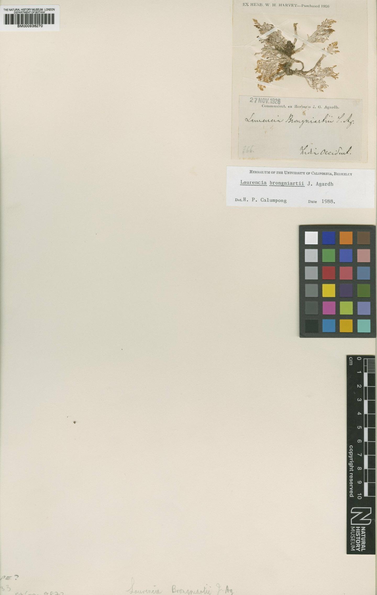 To NHMUK collection (Laurencia brongniartii J.Agardh; TYPE; NHMUK:ecatalogue:438126)