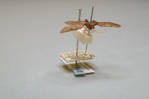 Athripsodes grumicha (Vallot, 1855) - 014409564_additional_4