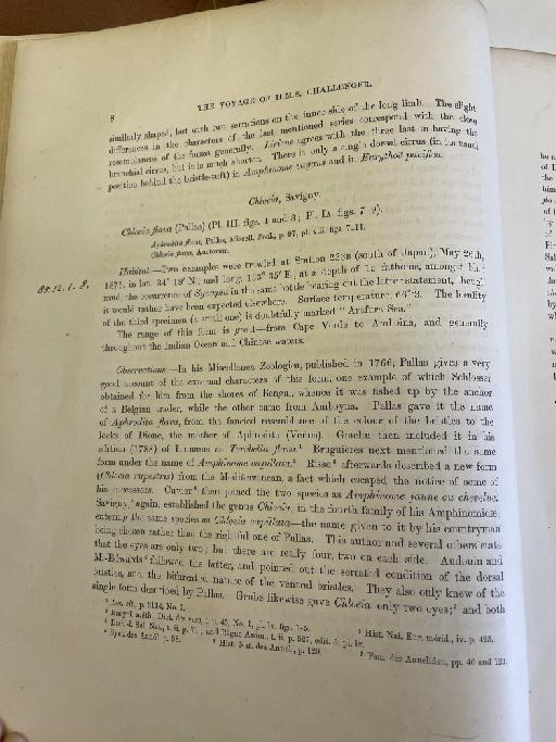 Protula capensis McIntosh, 1885 - Challenger Polychaete Scans of Book 337