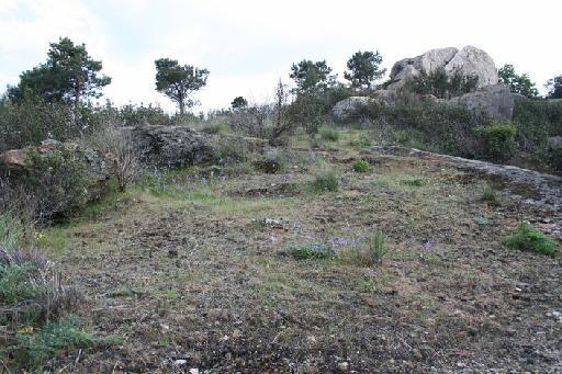 Hyacinthoides hispanica (Mill.) Rothm. - BB-221_site