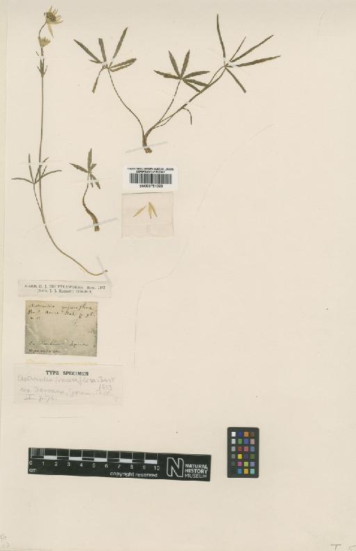 Astrantia pauciflora Bertol. - BM000751920