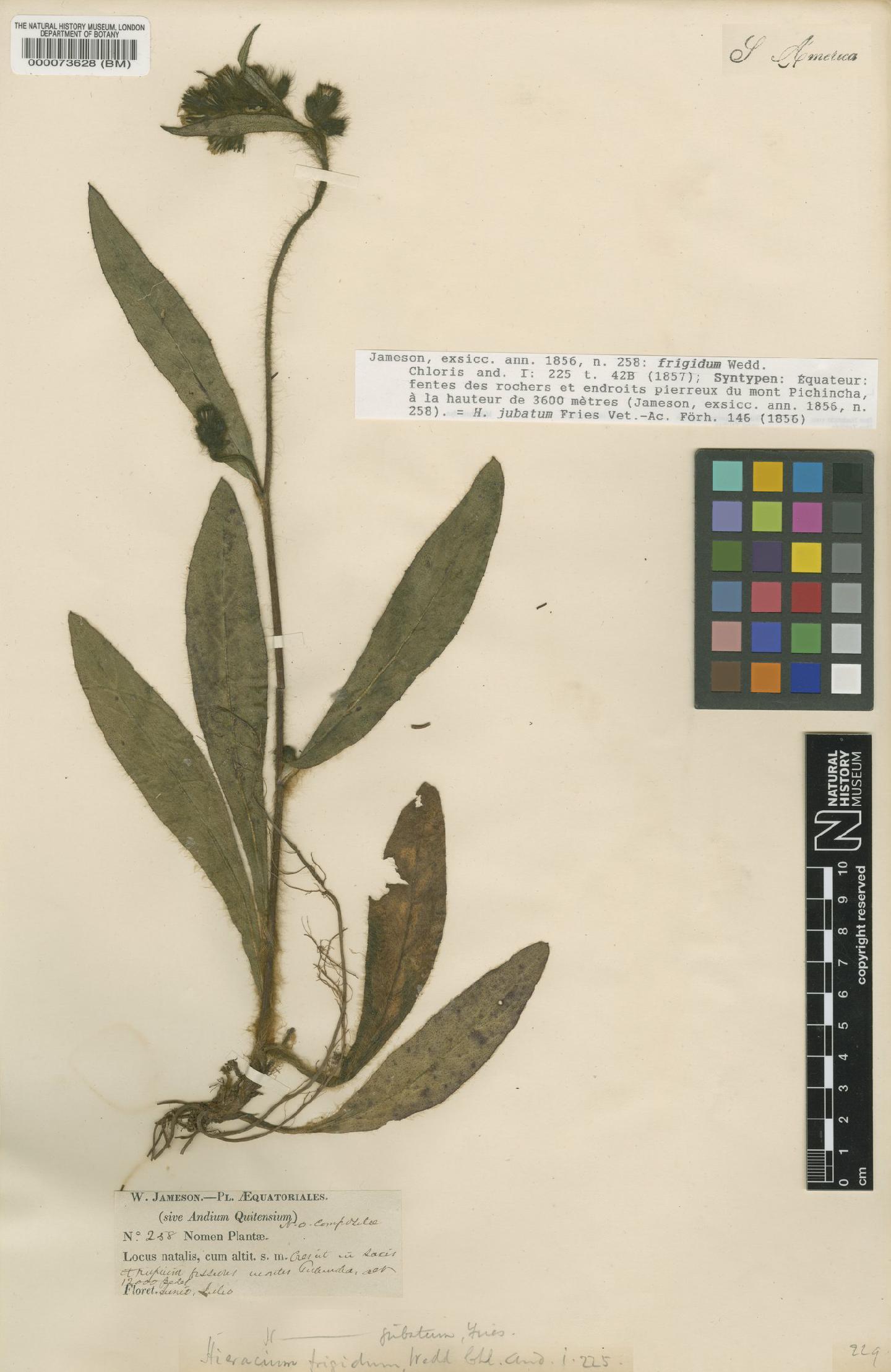 To NHMUK collection (Hieracium jubatum Fr.; Syntype; NHMUK:ecatalogue:5605999)
