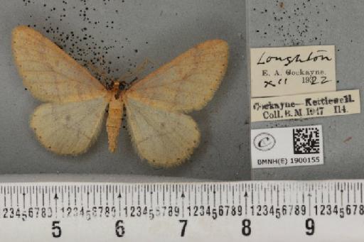 Agriopis aurantiaria ab. pallida Lempke, 1952 - BMNHE_1900155_463881