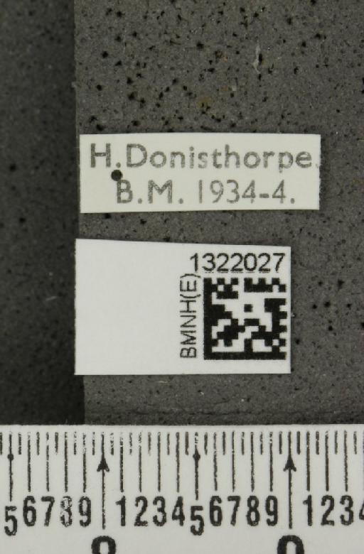 Epitrix atropae Foudras, 1861 - BMNHE_1322027_label_11713